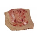 Plaie morsure de chien
